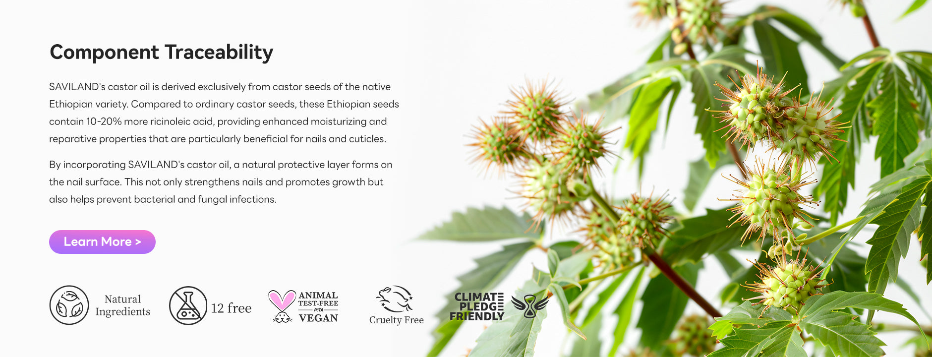 SAVILAND ethically sourced Ethiopian castor oil supporting healthy nail growth, nail strengthening and natural nail care